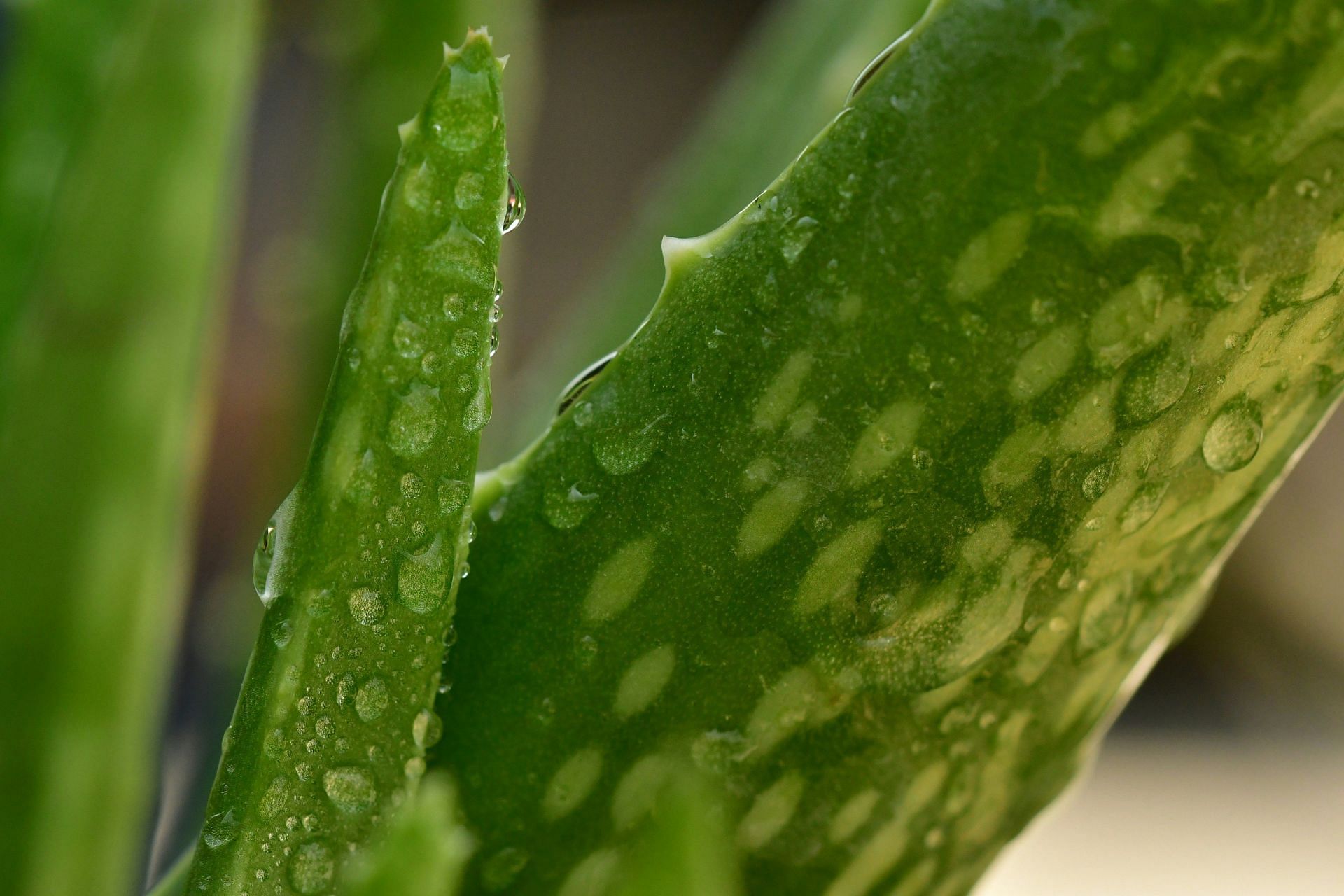 Apply Aloe Vera (Image by pisauikan/Unsplash)